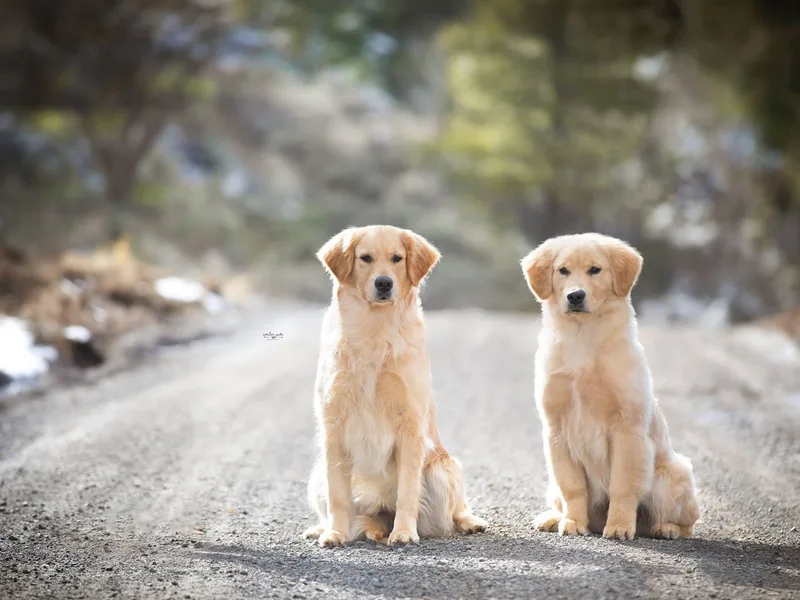 Highlander's Goldens