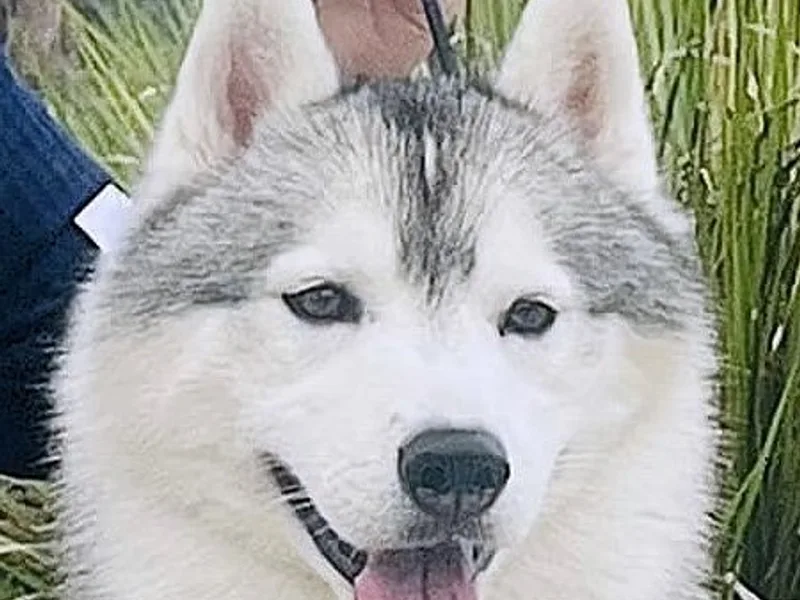 Highlander Siberian Huskies