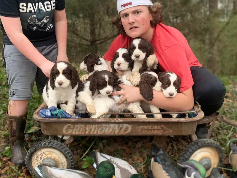 Highlander Springers