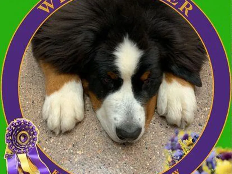 Highlands Bernese Mtn Dogs