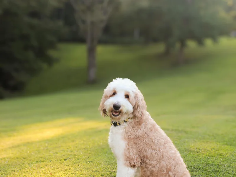 Highlands Bordoodles