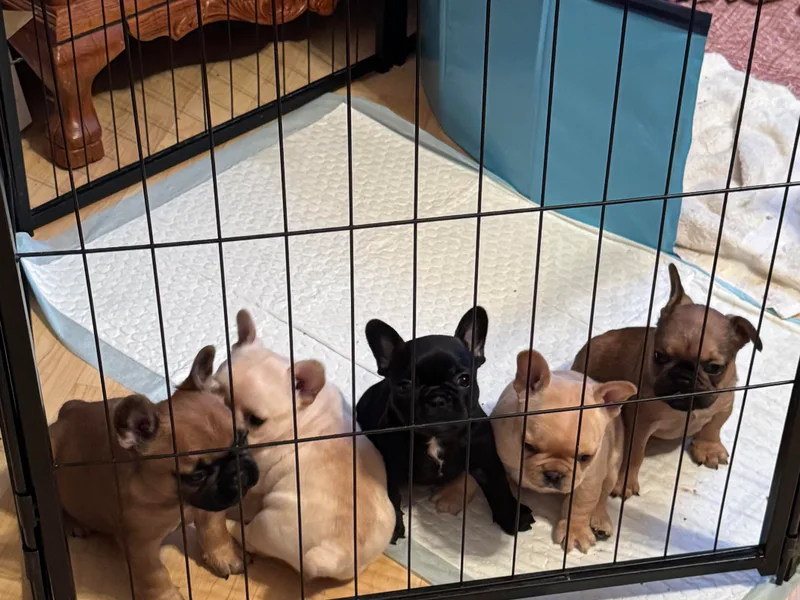 Highley’s  Frenchies