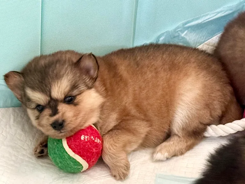 Highpoint Pomskies photo 1