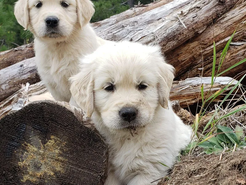 HighRoller Golden Retrievers