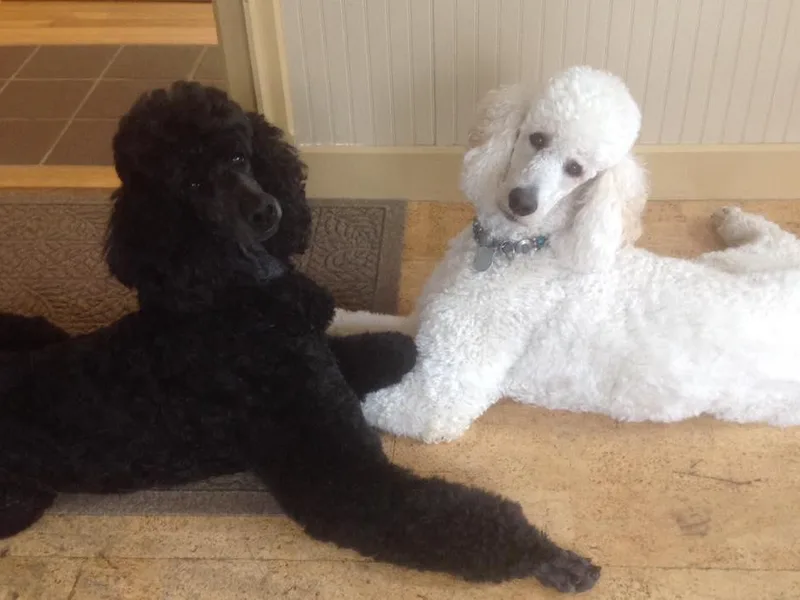 HighSpirits Standard Poodles