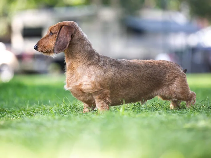HighStyle Dachshunds photo 1
