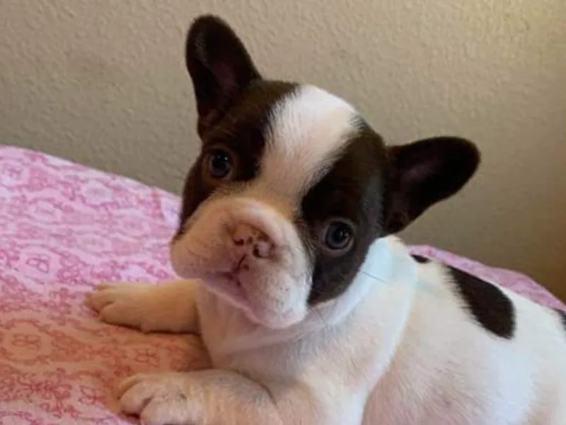 Highway_Bullyz photo 1