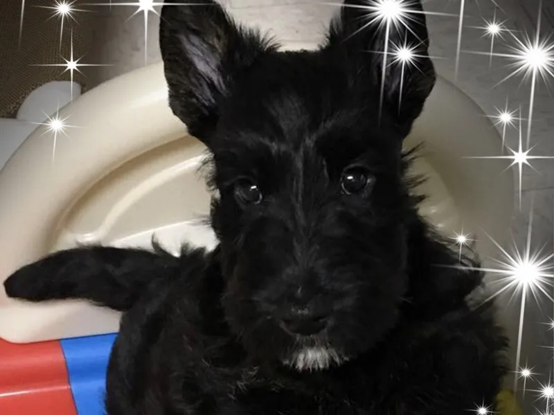 HiJinks Scottish Terriers photo 1
