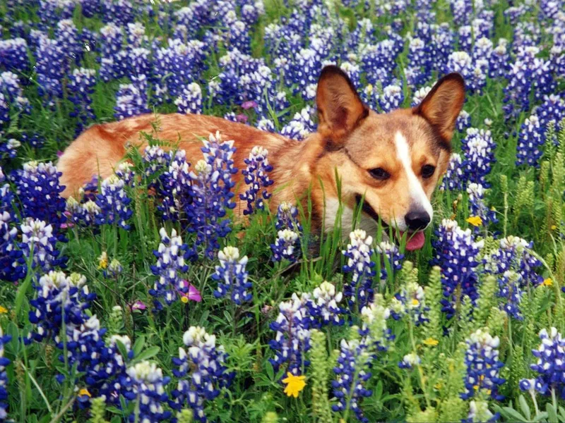 Hill Country Corgis