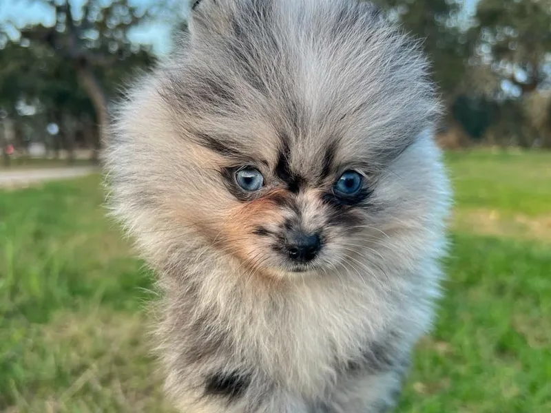 Hill Country Poms