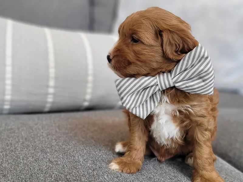 Hill Farms Cavapoos