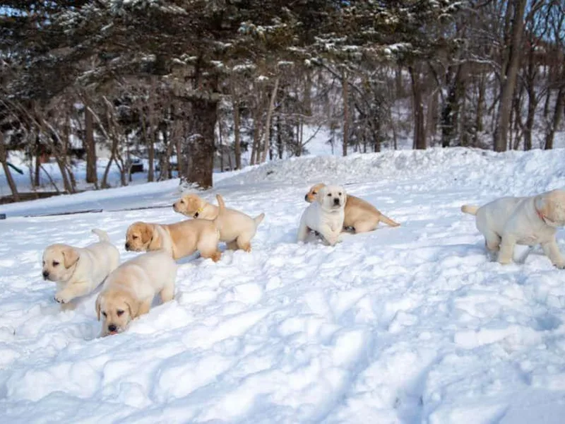 Hill’s Labrador Retrievers