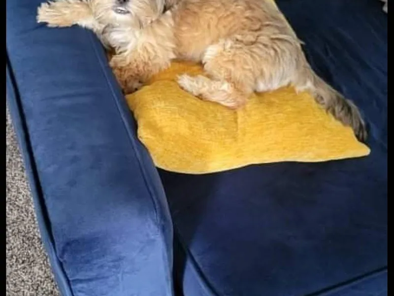 Hill’s Puppies