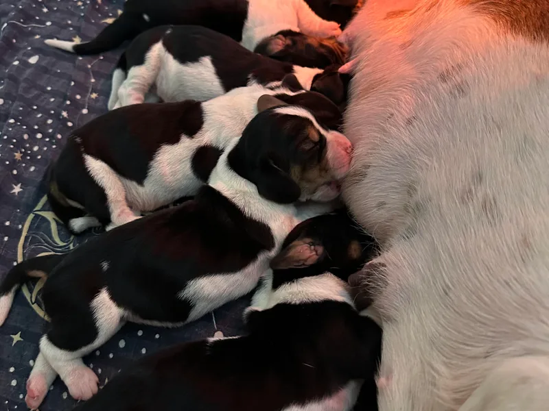 Hill Top Basset Hounds &amp; Cane Corso
