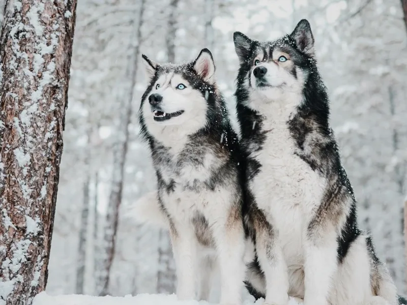 Hill Top Huskies