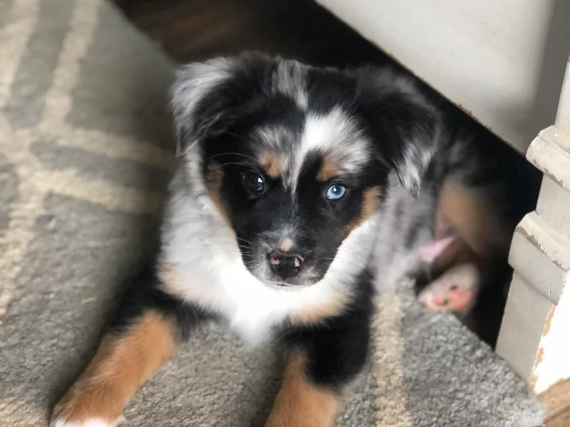 Hill Top Mini Aussies