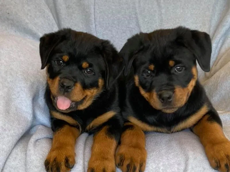 Hill Top Rottweiler
