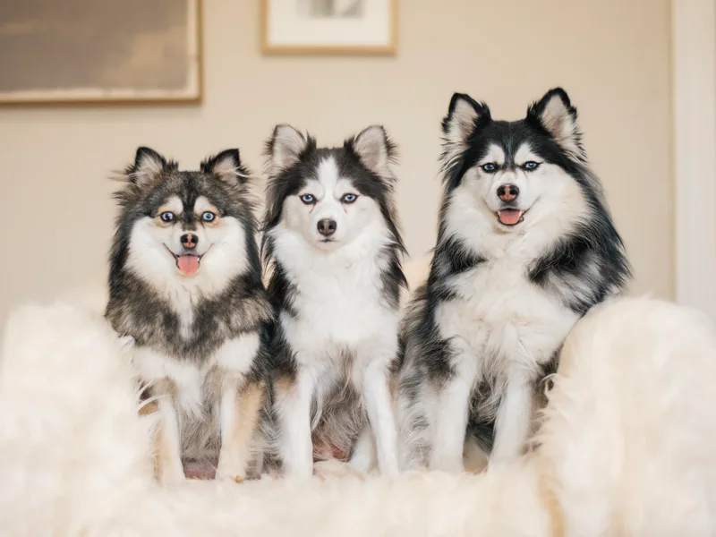 Hill Tribe Pomskies