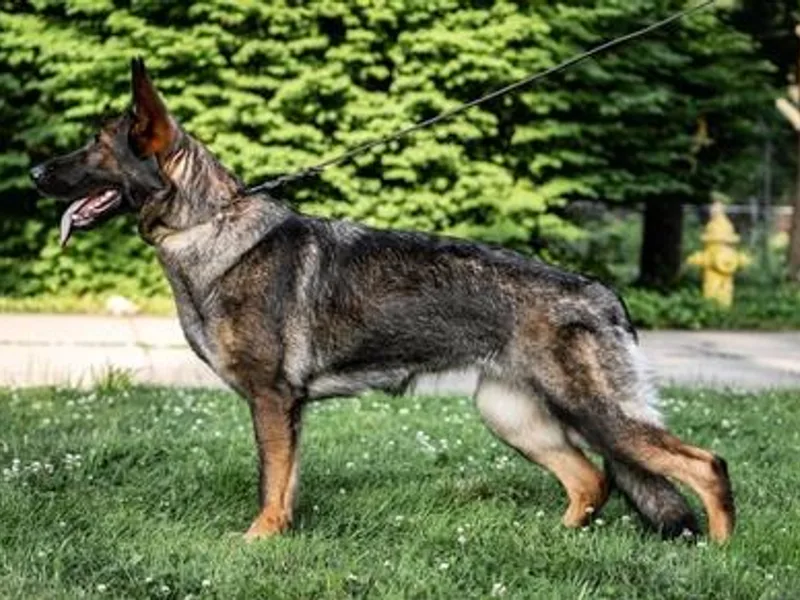 Hillary Rowley-Weiss