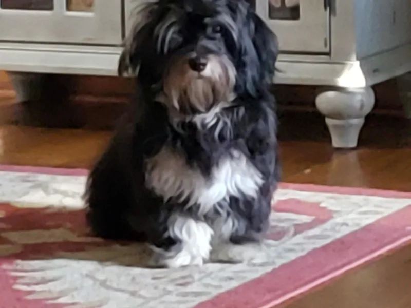 Hillbilly Havanese