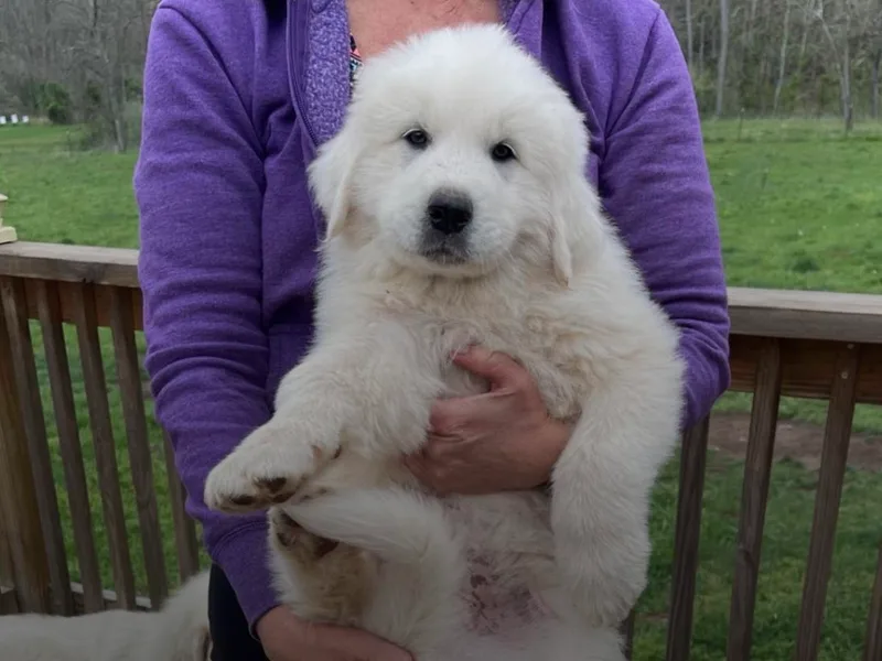 Hillbilly Hills AKC puppies CHIC parents