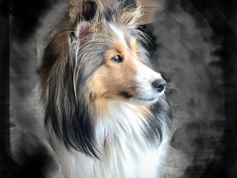 Hillbrae Shetland Sheepdogs