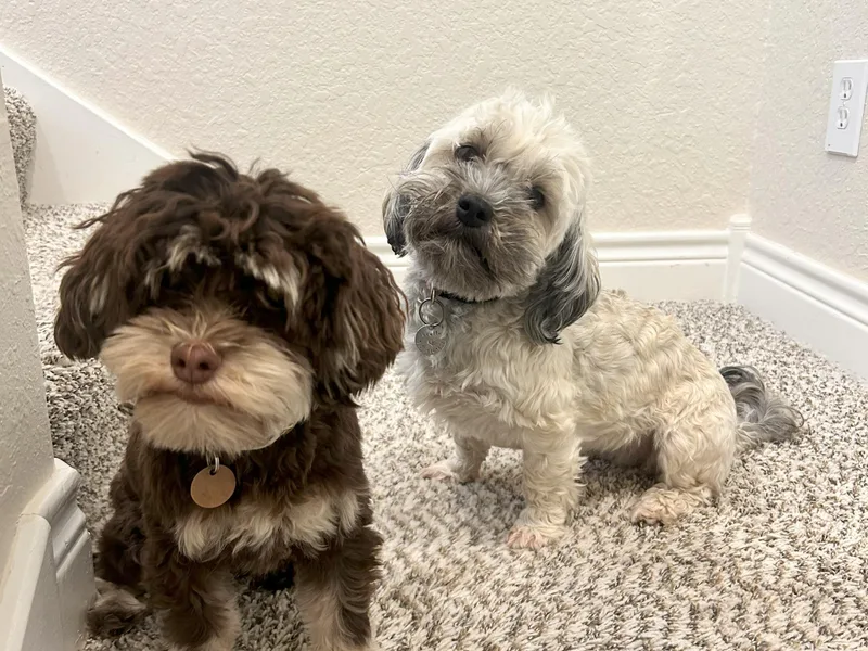 HillCountry Havanese