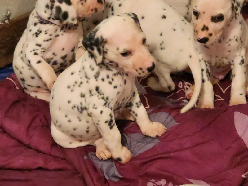 Hillcreek Dalmatians