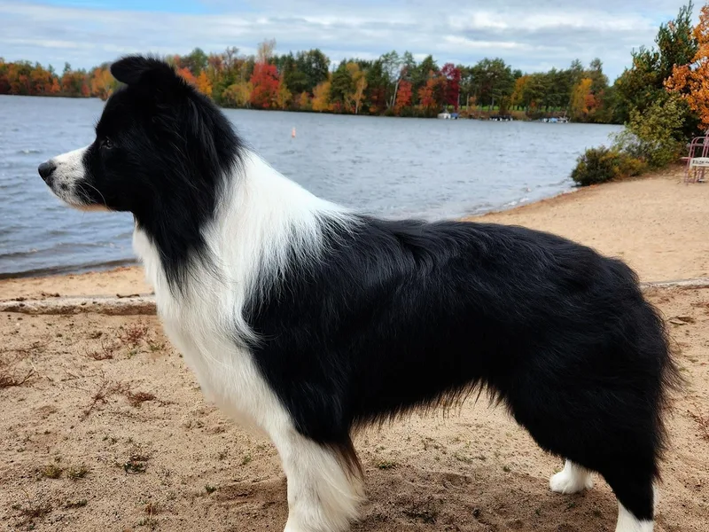 Hillcrest Border Collies