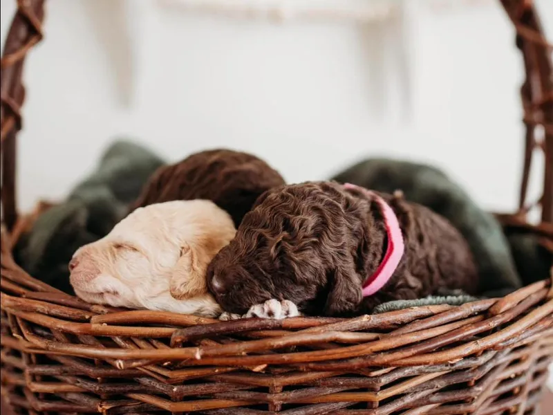 Hillcrest Labradoodles