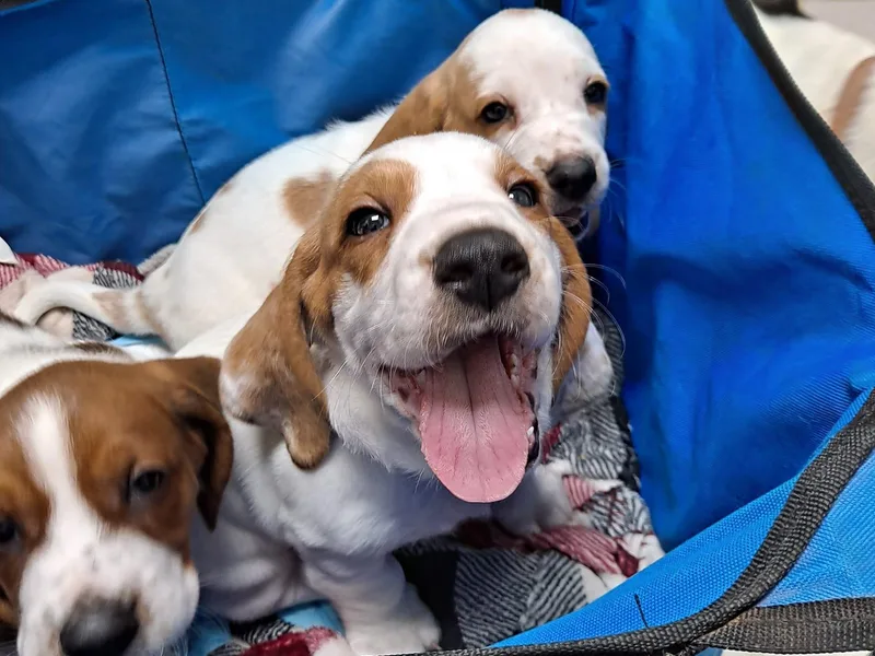 Hilliards Basset Hound Buddies