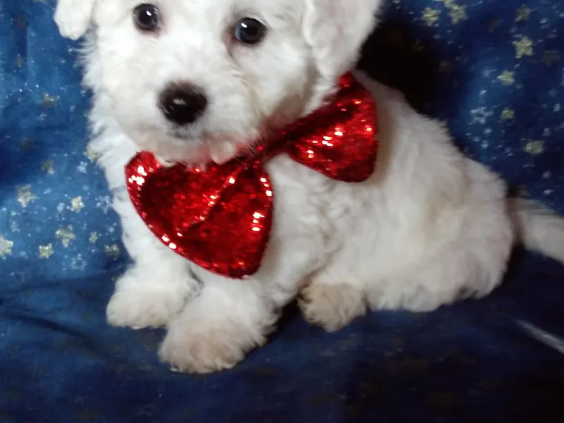 Hillis Hollar Bichons