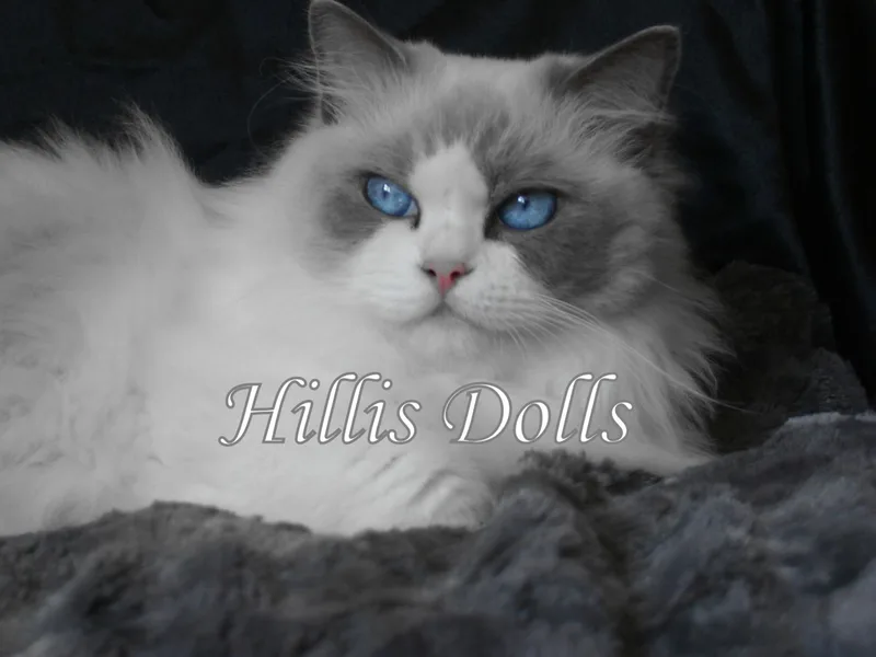 HillisDolls