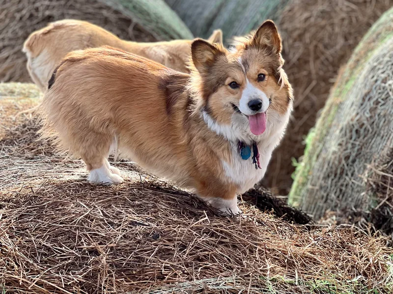 Hills End Corgis