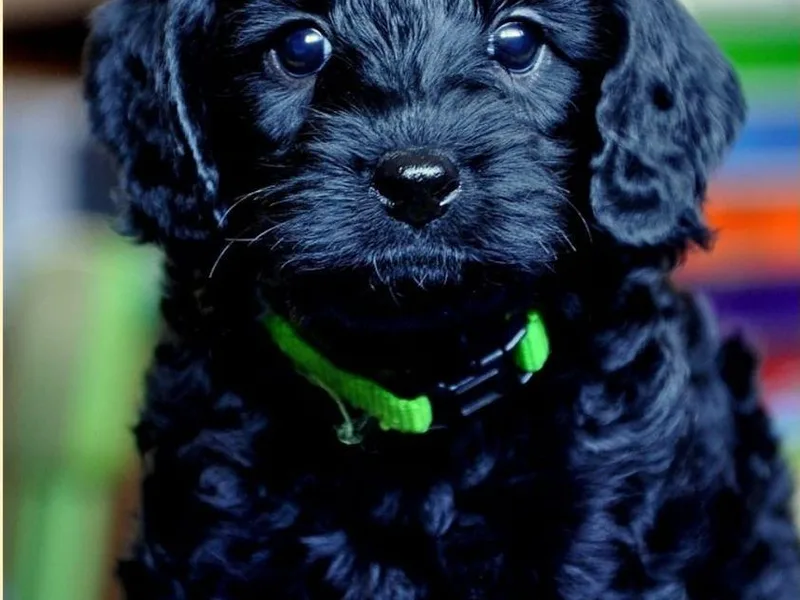 Hillsborough Happy Tails