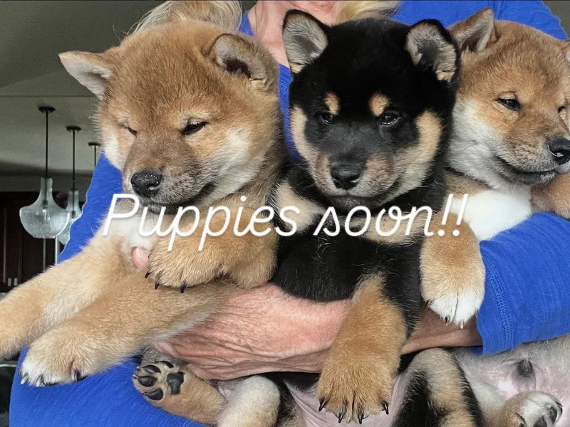 Hillsdale Shibas