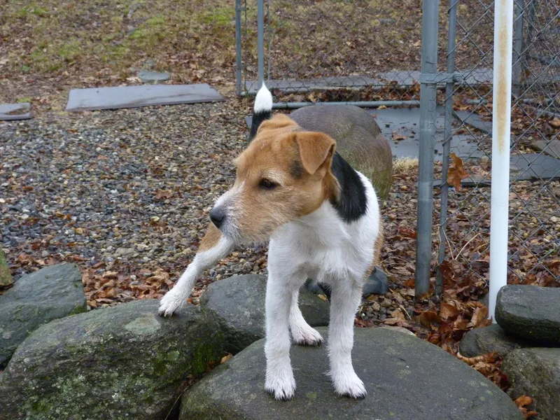Hillside Jack Russell Terriers