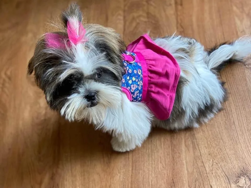 Hillside Loop Kennel LLC