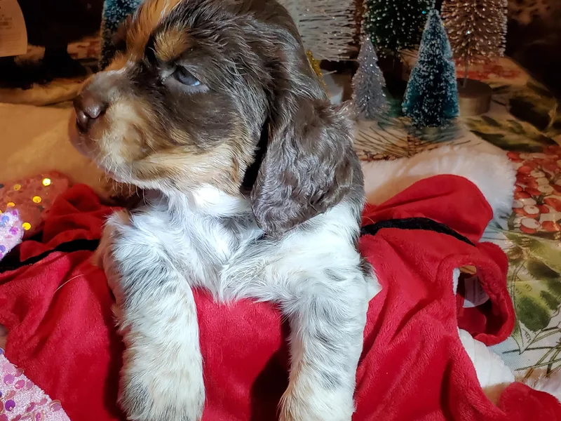 Hillside Springs Farm