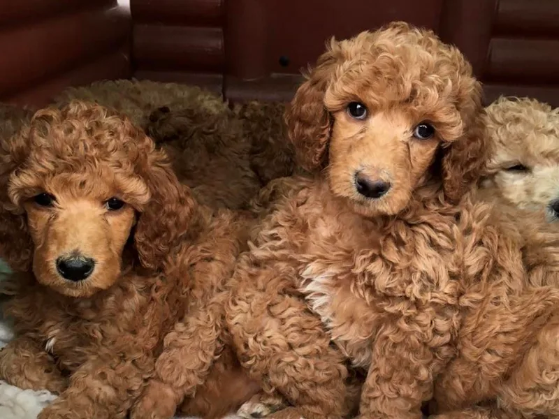 Hillside Standard Poodles