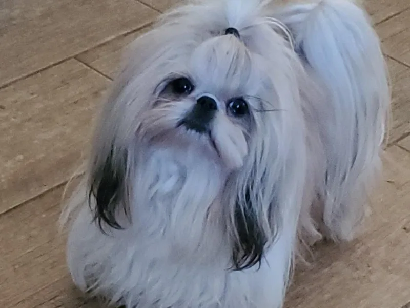 Hillsides Shih-Tzu
