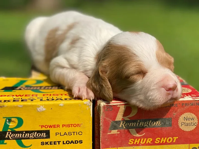 Hilltop Brittany Kennel