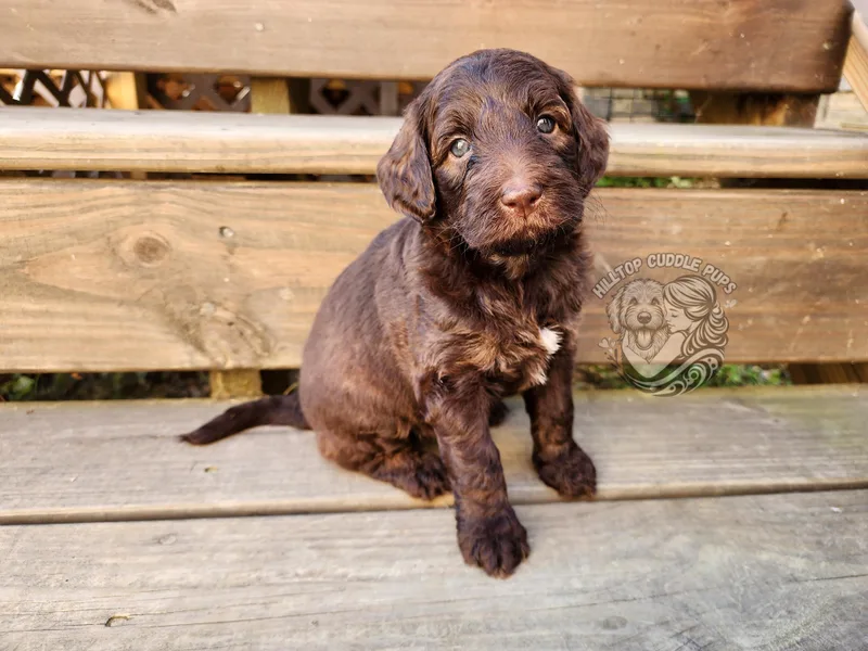 Hilltop Cuddle Pups