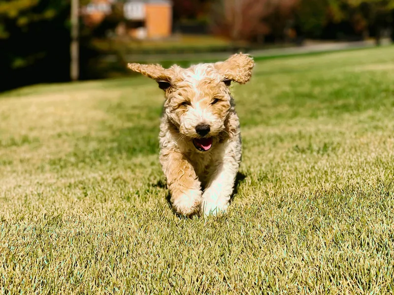 Hilltop Doodles KY LLC