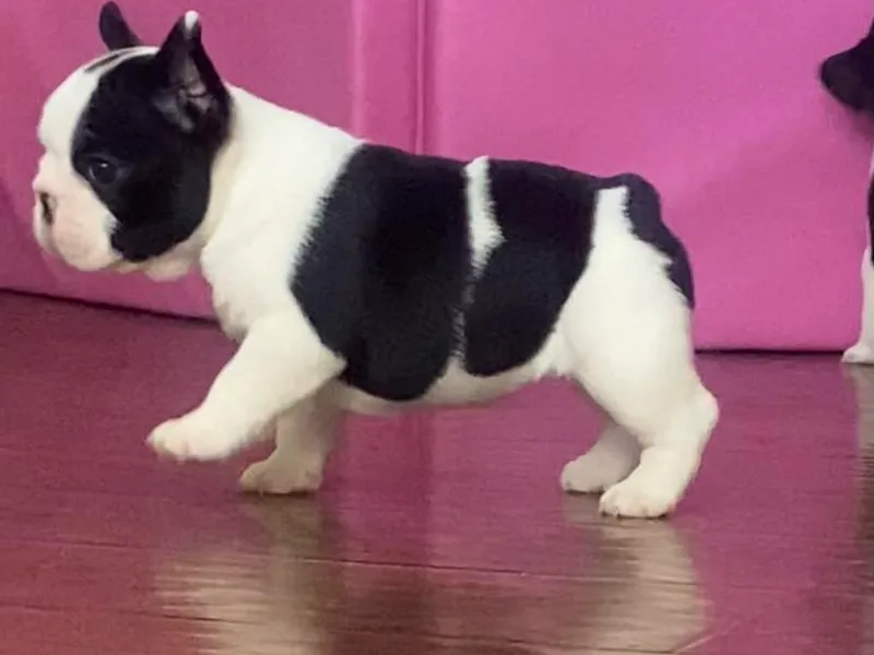 Hilltop French Bulldogs