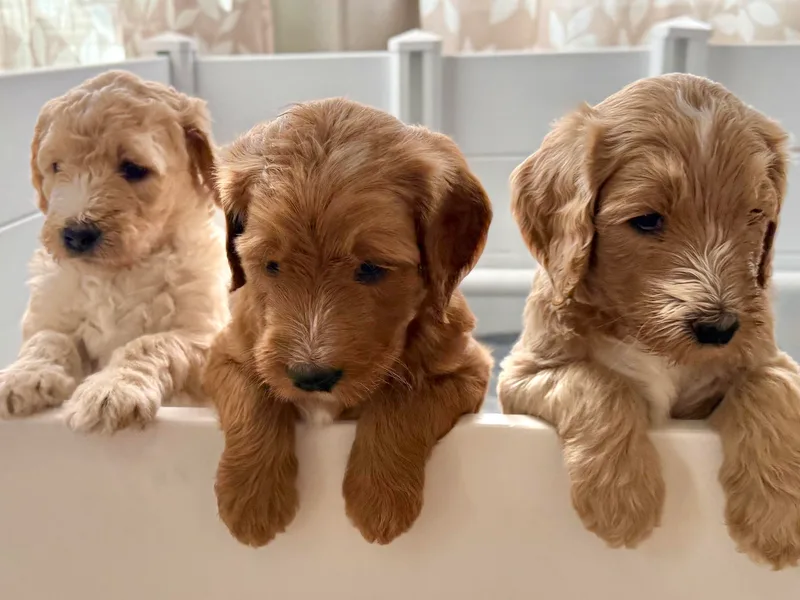 Hilltop Goldendoodles
