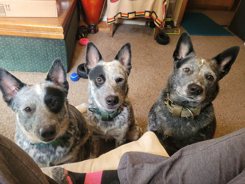 Hilltop Heelers