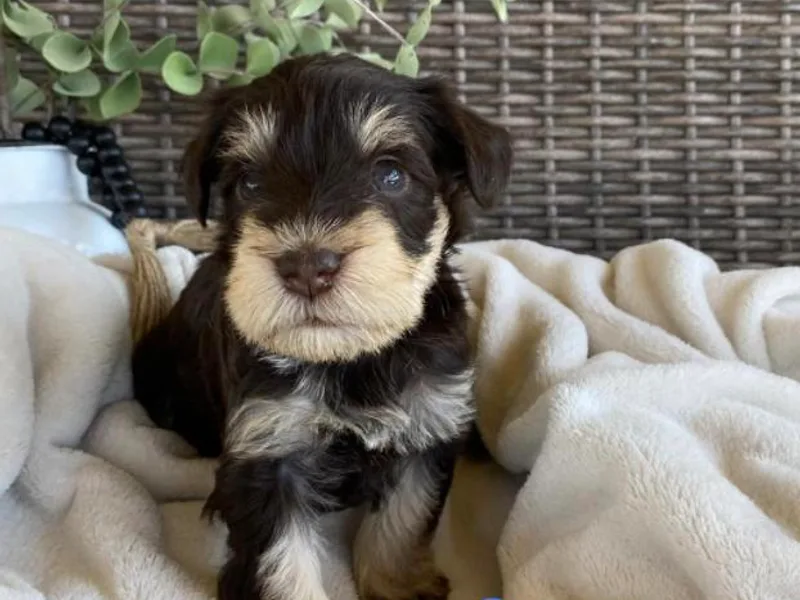 Hilltop Mini Schnauzers