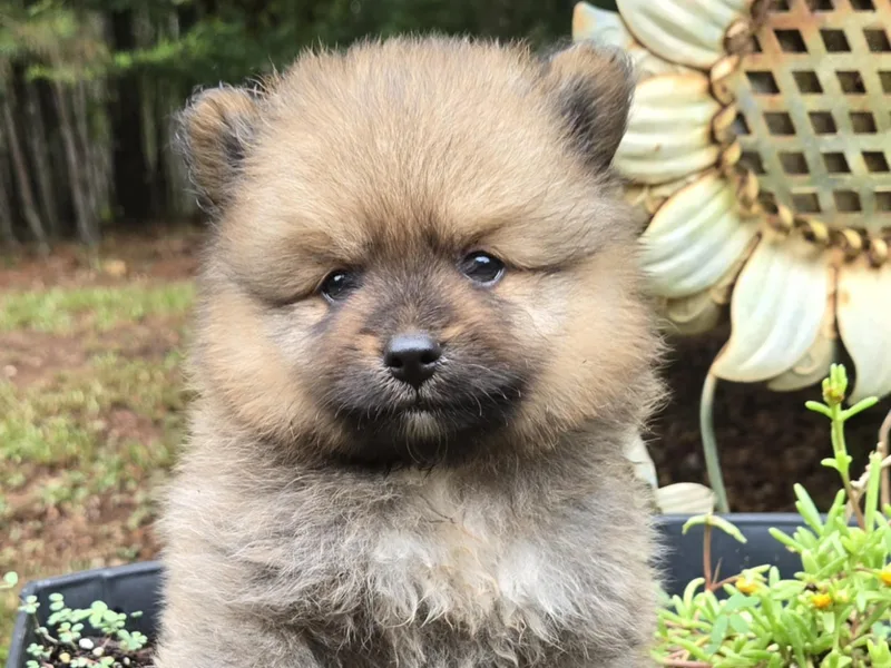 HillTop Pomeranians ✨