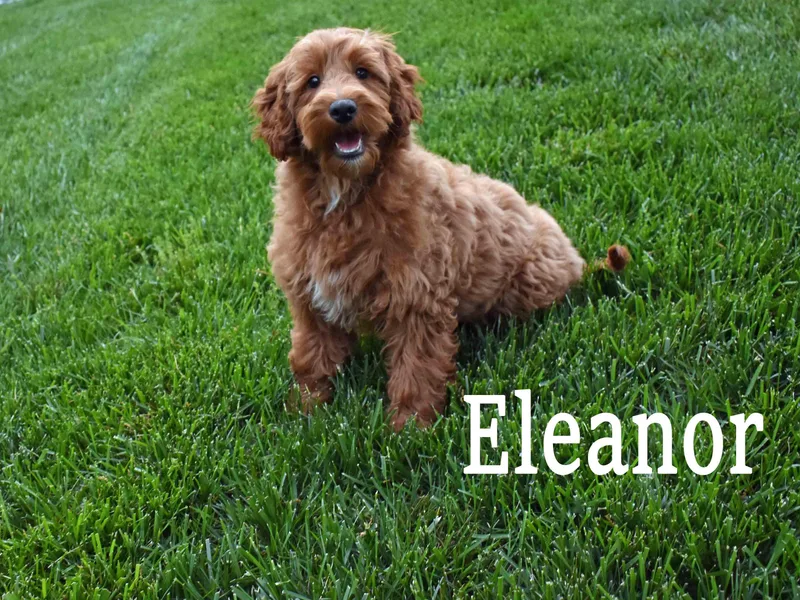 Hilltop Pups By Abby,LLC